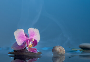 Fototapeta na wymiar Still life with pink orchid. Relaxing blue background pink Orchid stones, shells in water with fog. Spa concept.