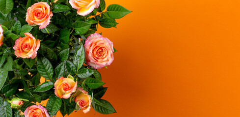 Beautiful summer banner for a website with a bouquet of bright flowers on a modern orange background. Bouquet of orange roses top view, free space for text