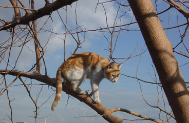 cat climbed tree
