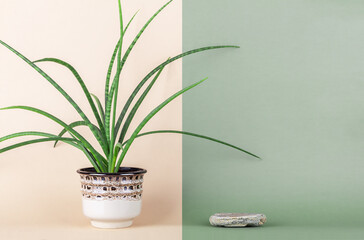 Background for natural or eco cosmetic products. Houseplant in a ceramic pot and a stone podium on a neutral two-tone background. Empty showcase for product presentation. Front view. Copy space.