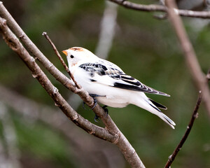 Bunting bird Photo Stock. Bunting bird close-up view, perched on a tree branch with a blur background in its environment and habitat. Snow Bunting bird Image. Picture. Portrait.