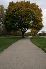 Sidewalk leading under tree with changing leaves