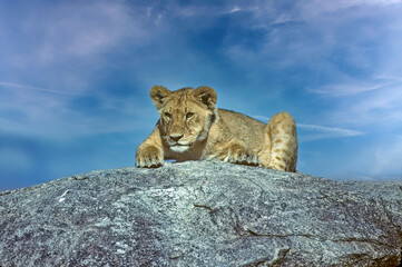 Lion cub on kopje in Serengeti