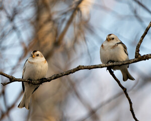 Snow bunting Photo Stock. Couple perched on a tree branch with a blur background and enjoying their environment and habitat. Bunting bird Image. Picture. Portrait. 