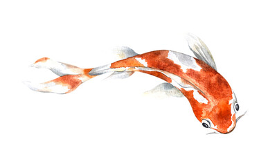 Watercolor orange koi, beautiful fish on an isolated white background, watercolor illustration, hand drawing