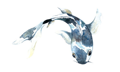 Watercolor blue koi, beautiful fish on an isolated white background, watercolor illustration, hand drawing