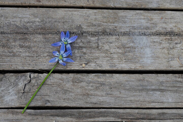 Close-up of tender flowers of blue spring scilla siberica