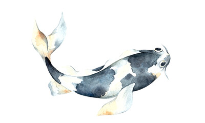Watercolor blue koi, beautiful fish on an isolated white background, watercolor illustration, hand drawing