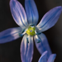 Close-up of tender flowers of blue spring scilla siberica