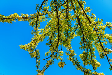 yellow flowers on the tree, against the sky