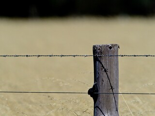 Electric Fence on farm in Clayton, South Australia.