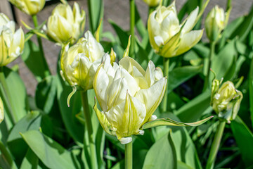 Fototapeta premium Spring flowers in the garden.