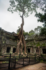  Та Prohm is the largest temple, it rains in the rainy season.  Restorers spared banyan trees with their aerial roots. The preserved symbiosis of stone and wood allows us to see Ta Prohm in this form.