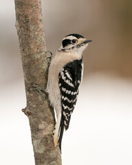 Woodpecker Stock Photos. Female close-up profile view climbing tree branch and displaying feather plumage in its environment and habitat in the forest with a blur background. Image. Picture. Portrait.