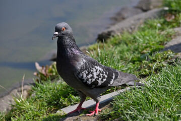 Common pigeon, bird, park, carrier pigeon, rock pigeon, city pigeon, domestic pigeon