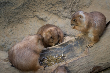 Obraz premium Black-tajled prairie dog living with family