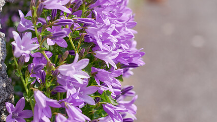 Violet bell flowers, on blurred background of nature.