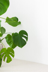 Houseplant Monstera close-up on a table against a white wall, biophilic design