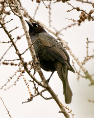 Grackle bird Photo Stock. Perched on a tree branch with a blur white background in its environment and habitat, displaying beautiful feathers. Image. Picture. Portrait.