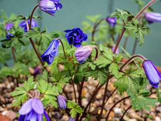 Spring flowers in the garden.