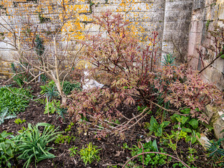 Spring flowers in the garden.