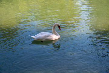 A graceful white swan swimming on a lake with dark green water. The white swan is reflected in the water