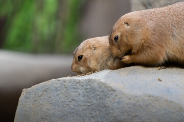 Black-tajled prairie dog living with family