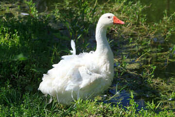 Obraz premium Sebastopol Goose