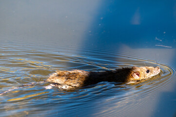 Brown rat swimming