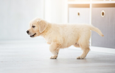 Obraz premium Young retriever dog sitting at home