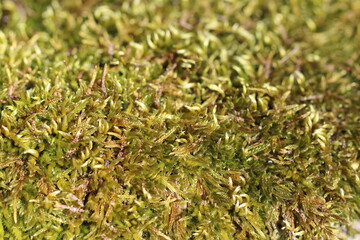 Mousse  des bois
