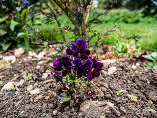 Spring flowers in the garden.