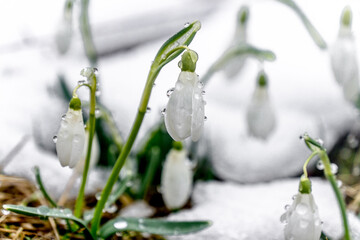 The first crocuses on the Dovha meadow in the Carpathians
