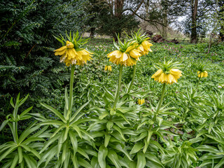 Obraz premium Spring flowers in the garden.