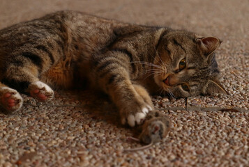 Obraz premium The domestic cat lies on the pavement and plays with a live mouse