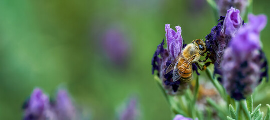 Honey bee pollinates  lavender flower. Close-up and selective focus.    