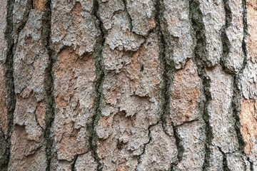 Bark of pine tree. Natural coniferous bark background