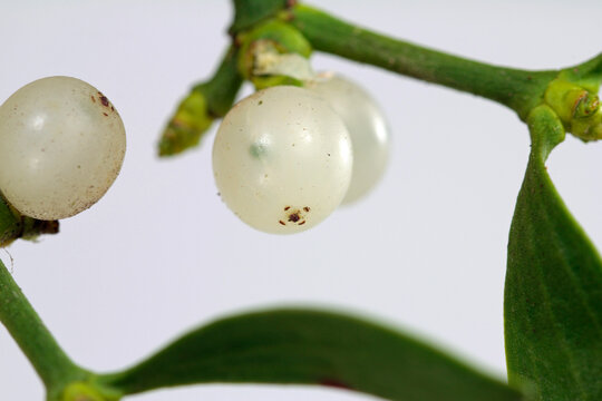 white berry mistletoe shown in detail 