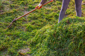 Cleaning mowed green grass from the lawn. The woman rakes the grass into a heap with a metal rake