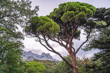 Green old cedar tree with long needles on a background of mountains in cloudy day. Freshness, nature, concept. Pinus pinea