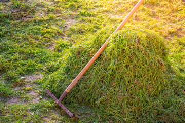 Cleaning mowed green grass from the lawn. A metal rake lies on the collected pile of grass against...