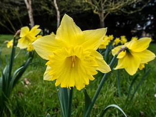 Obraz premium Spring flowers in the garden.