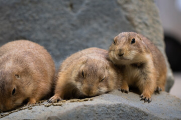 Black-tajled prairie dog living with family