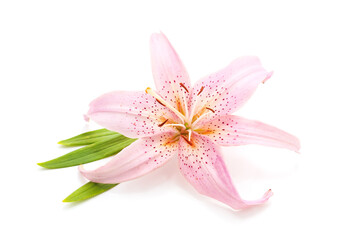 Naklejka na ściany i meble Beautiful pink lily.