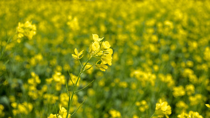 Close-up of a rapeseed flower on a bright yellow flowering rapeseed field. Simple floral background