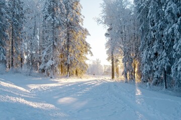 The rays of the winter sun break through the snow-covered and frosted trees
