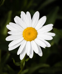 Bellis perennis (Common daisy) © Claudinei