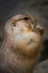 Black-tajled prairie dog living with family