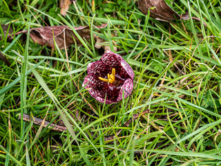 Spring flowers in the garden.