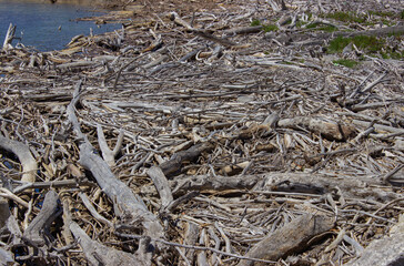 Timber brought from the river after a storm. Mouth of the Ombrone river, Tuscany, Italy. Unusual background.